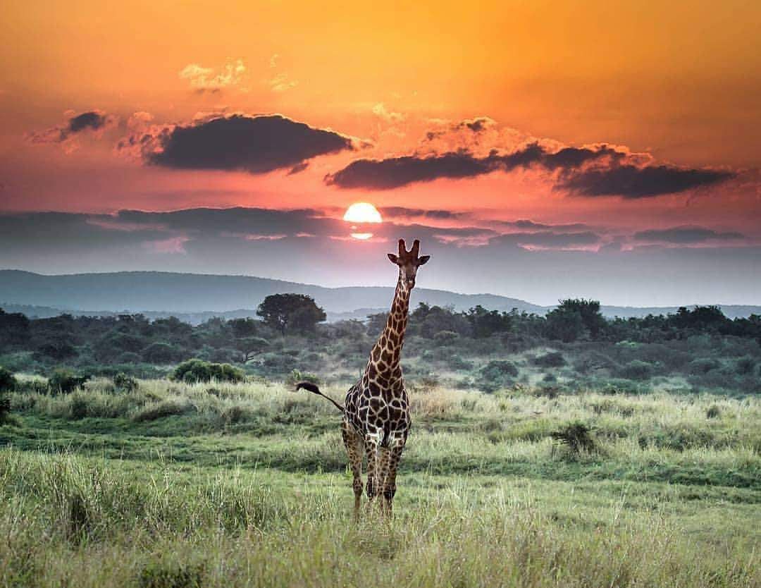 South African Safari animals
